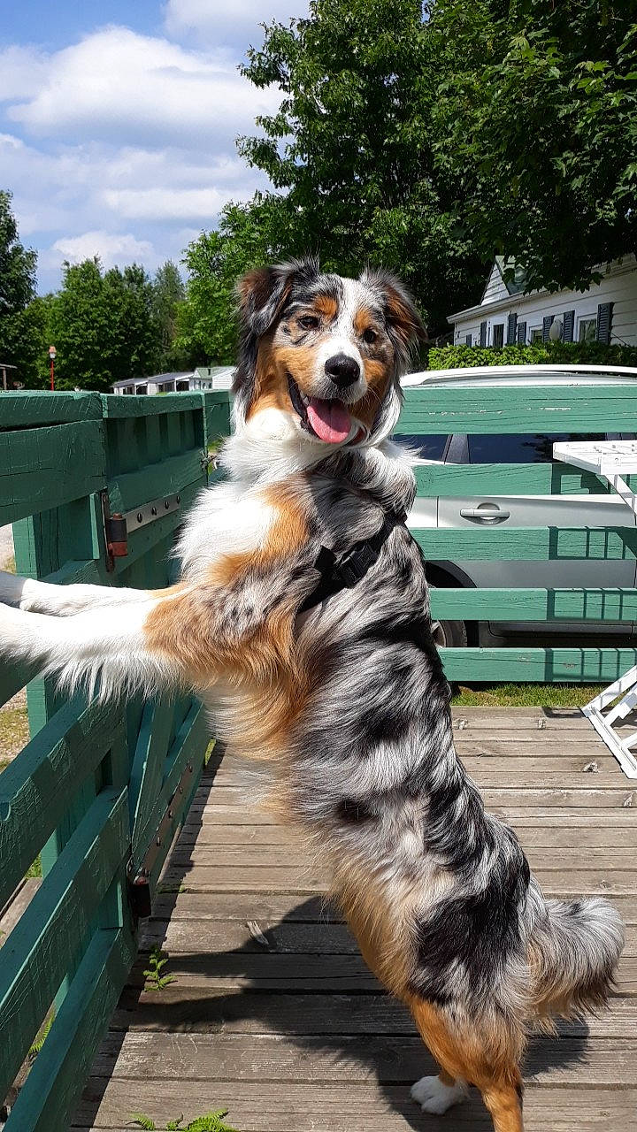 Nala a rejoint le concours — aidez-le/la à gagner de superbes lots ! australian_collie, australian_shepherd, border_collie, canidae, carnivore, companion_dog, dog, dog_breed, english_shepherd, fawn, herding_dog, mammal, miniature_australian_shepherd, rare_breed_dog, sporting_group, vertebrate, welsh_sheepdog, working_dog