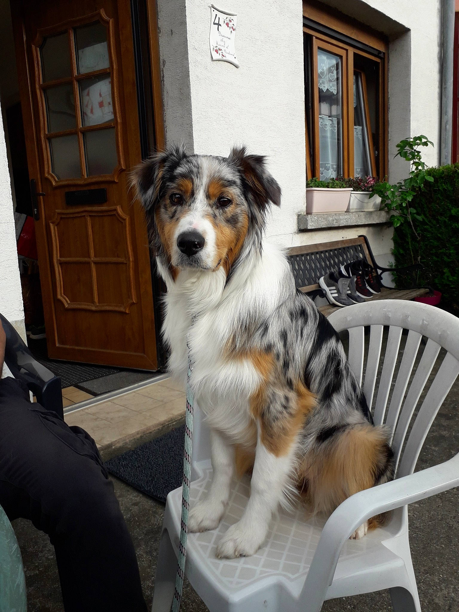 Nala participe au concours pour gagner de l'argent avec cette photo : australian_shepherd, canidae, carnivore, companion_dog, dog, dog_breed, door, mammal, miniature_australian_shepherd, rare_breed_dog, sporting_group