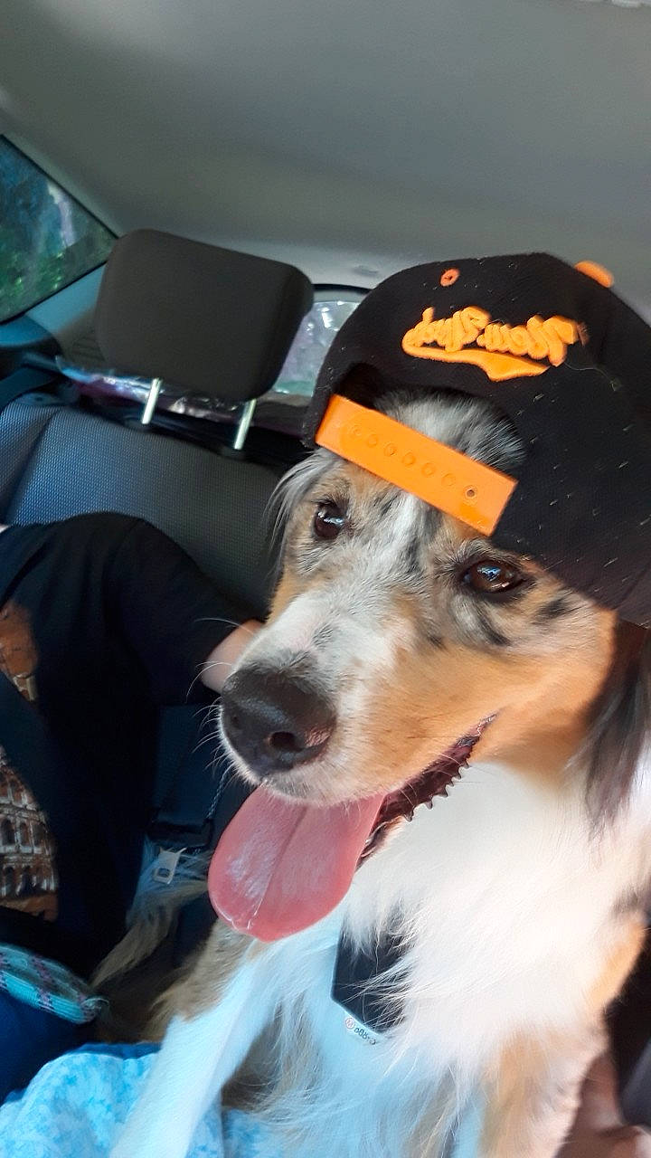 Nala a rejoint le concours — aidez-le/la à gagner de superbes lots ! canidae, carnivore, companion_dog, dog, dog_breed, mammal, saluki