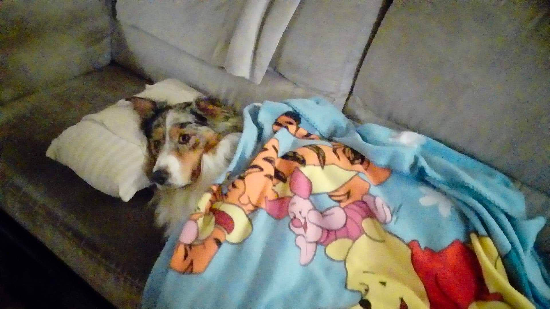 Nala participe au concours pour gagner de l'argent avec cette photo : brazilian_terrier, canidae, carnivore, companion_dog, danish_swedish_farmdog, dog, dog_breed, fox_terrier, jack_russell_terrier, mammal, nap, parson_russell_terrier, russell_terrier, smooth_fox_terrier, vertebrate