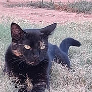 Cowboy is registered to the contest to win money with this photo: cat, black_cat, grass, outdoor, animal, pet, feline, whiskers, ears, tail, nature, laying_down, alert, wildlife, closeup, mammal, eyes, fur, domestic_animal, relaxed