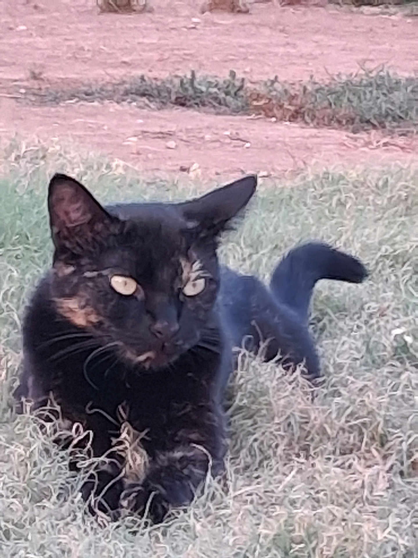 Cowboy is registered to the contest to win money with this photo: cat, black_cat, grass, outdoor, animal, pet, feline, whiskers, ears, tail, nature, laying_down, alert, wildlife, closeup, mammal, eyes, fur, domestic_animal, relaxed