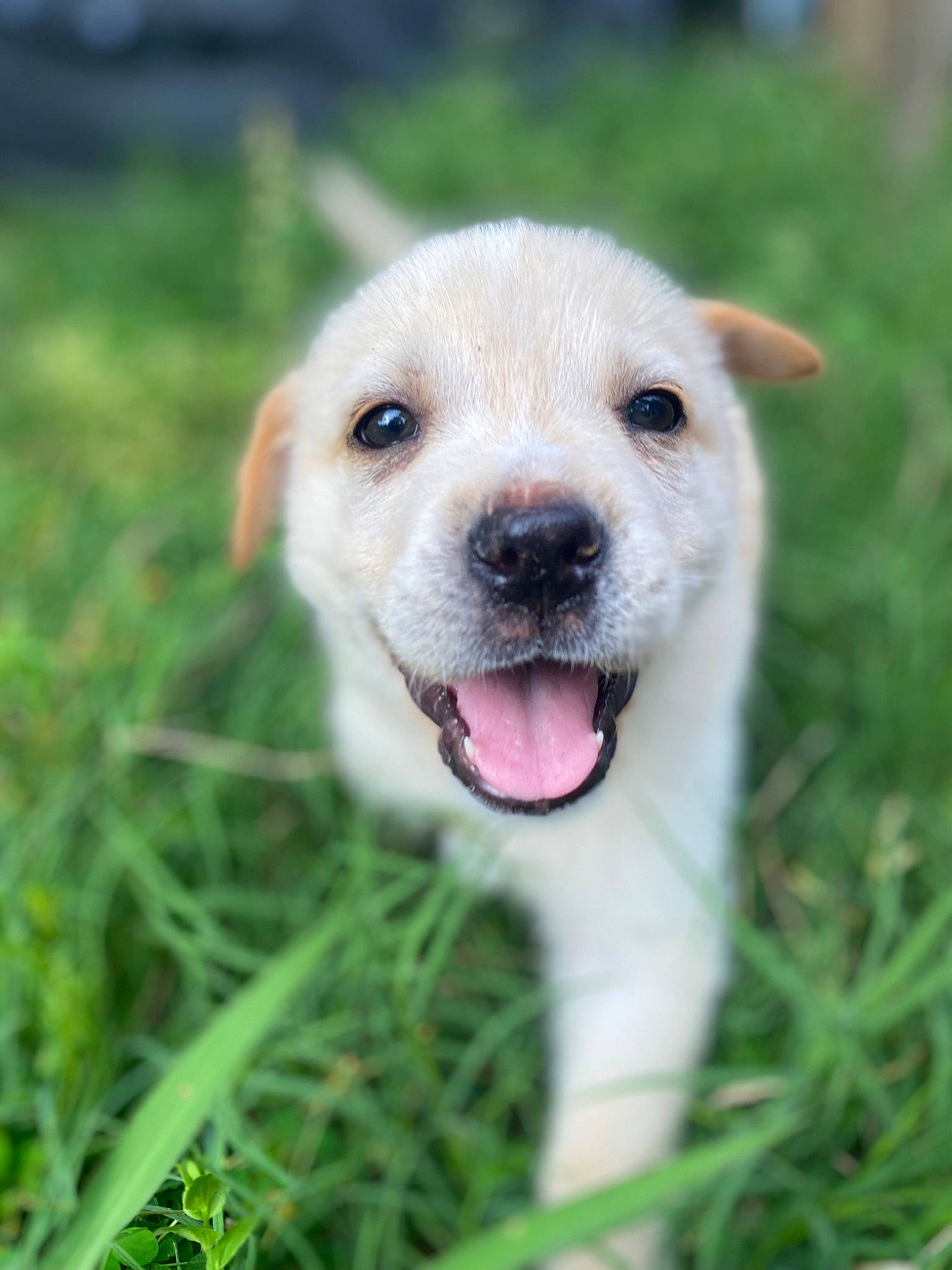 Bear is registered to the contest to win money with this photo: ancient_dog_breeds, canidae, carnivore, companion_dog, corgi_chihuahua, dog, dog_breed, fang, fawn, fur, grass, grassland, plant, puppy, snout, sporting_group, street_dog, terrestrial_animal, whiskers, wildlife