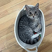 Pricilla joined the competition — help win amazing prizes! cat, kitten, basket, wooden_floor, gray_tabby, pet, animal, cute, feline, domestic_cat, curled_up, small, indoor, looking_up, whiskers, ears, paws, cozy, resting, playful