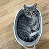cat, kitten, basket, wooden_floor, gray_tabby, pet, animal, cute, feline, domestic_cat, curled_up, small, indoor, looking_up, whiskers, ears, paws, cozy, resting, playful