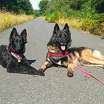 Charousco Et Tawa-black