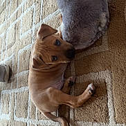 Alfie is registered to the contest to win money with this photo: animal, brown, carpet, companion, cozy, cute, dog, domestic, ears, floor, fur, home, indoor, looking_up, lying_down, pet, pillow, puppy, relaxed, young