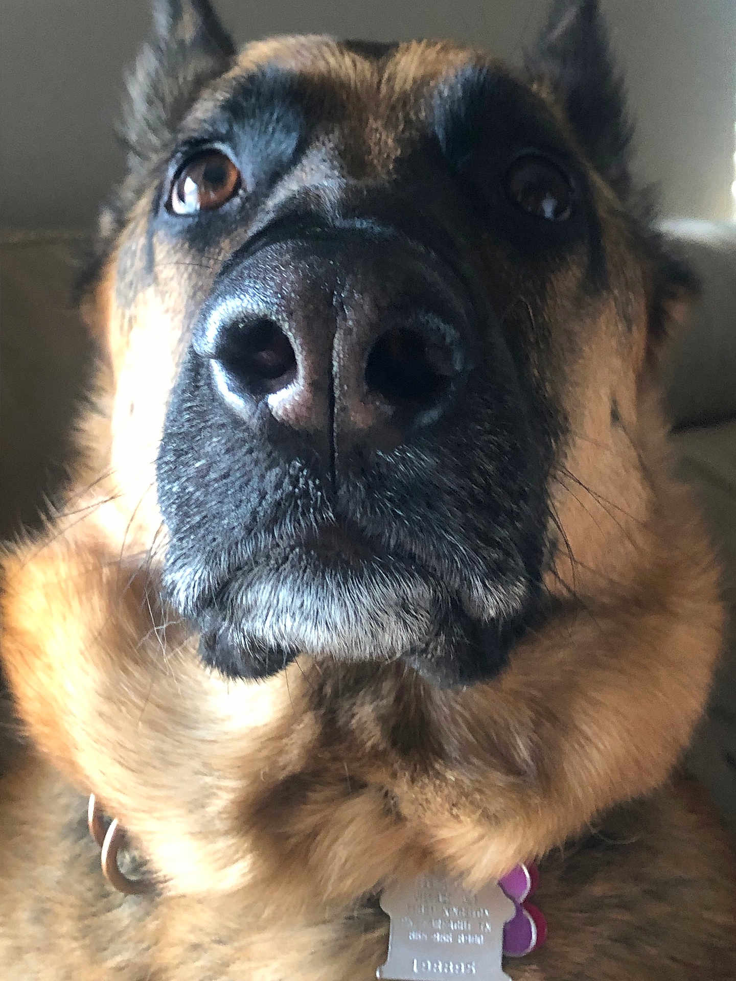 Misty The Destroyer joined the competition — help win amazing prizes! dog, german_shepherd, close_up, nose, muzzle, whiskers, eyes, collar, tag, fur, pet, portrait, indoors, couch, living_room, brown_fur, black_mask, attentive, large_dog, household_pet