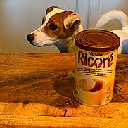Ricoré participe au concours pour gagner de l'argent avec cette photo : dog, small_dog, brown_and_white, pet, animal, canine, pointy_ears, curious, table, wooden_table, kitchen, cabinets, coffee, ricore, beverage_container, food_product, indoors, warm_lighting, portrait, domestic_animal