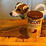 dog, small_dog, brown_and_white, pet, animal, canine, pointy_ears, curious, table, wooden_table, kitchen, cabinets, coffee, ricore, beverage_container, food_product, indoors, warm_lighting, portrait, domestic_animal