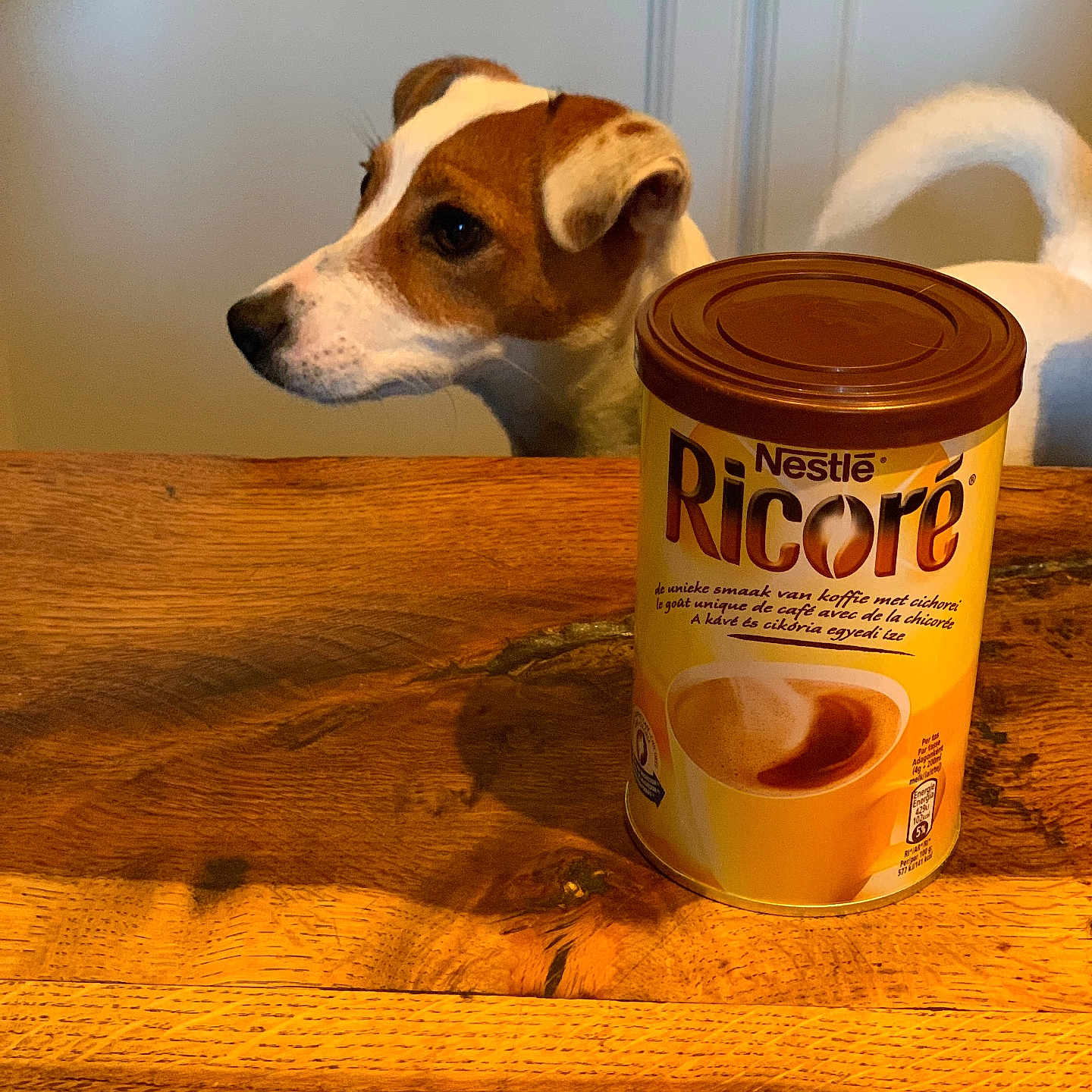 Ricoré participe au concours pour gagner de l'argent avec cette photo : dog, small_dog, brown_and_white, pet, animal, canine, pointy_ears, curious, table, wooden_table, kitchen, cabinets, coffee, ricore, beverage_container, food_product, indoors, warm_lighting, portrait, domestic_animal