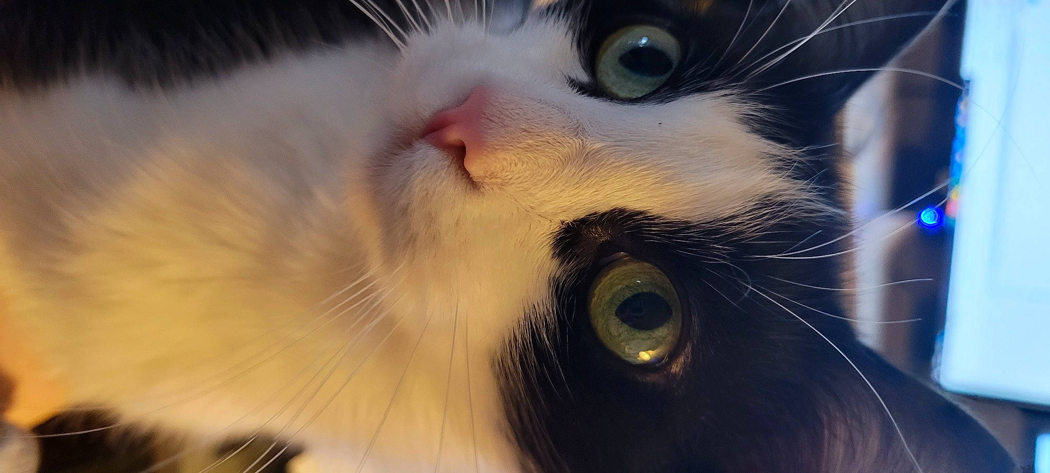 Gypsy joined the competition — help win amazing prizes! carnivore, cat, close_up, domestic_short_haired_cat, eyelash, felidae, fur, iris, paw, small_to_medium_sized_cats, snout, tail, whiskers