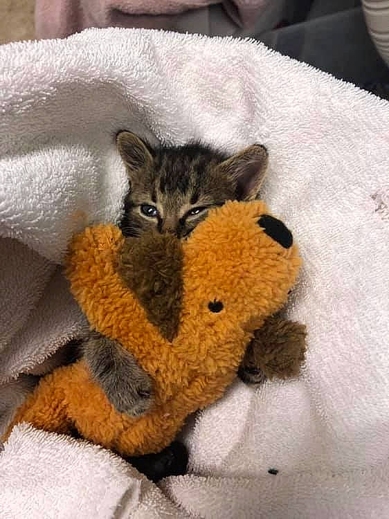 Adam Warlock is registered to the contest to win money with this photo: carnivore, cat, claw, domestic_short_haired_cat, felidae, fur, kitten, small_to_medium_sized_cats, tail, whiskers