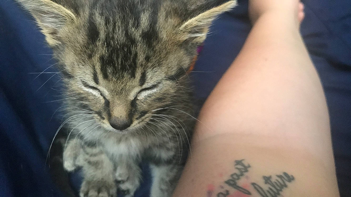 Adam Warlock joined the competition — help win amazing prizes! american_shorthair, american_wirehair, asian, california_spangled, carnivore, cat, domestic_short_haired_cat, dragon_li, european_shorthair, felidae, kitten, mammal, norwegian_forest_cat, pixie_bob, polydactyl_cat, small_to_medium_sized_cats, snout, tabby_cat, whiskers, wild_cat