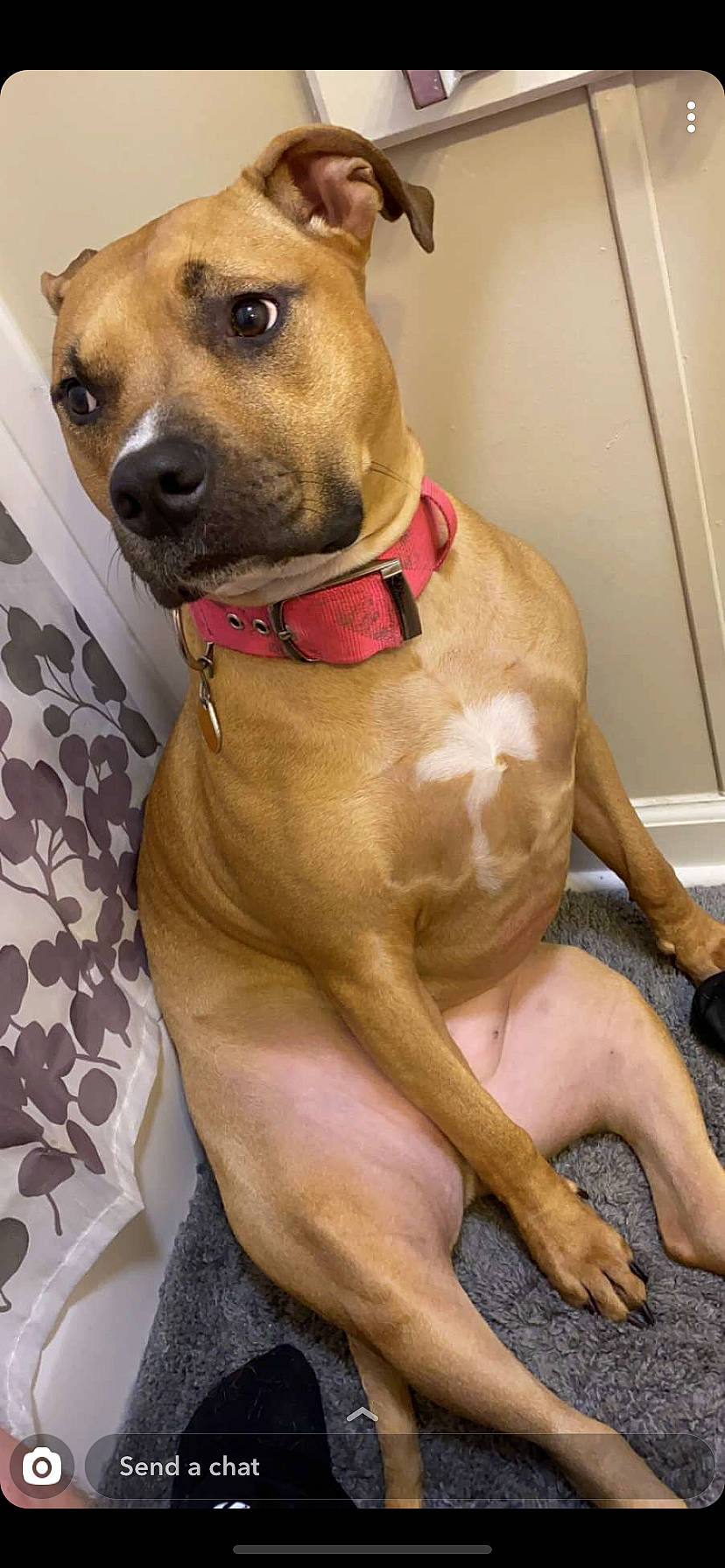 Zelda is registered to the contest to win money with this photo: american_pit_bull_terrier, american_staffordshire_terrier, ancient_dog_breeds, black_mouth_cur, bullmastiff, canidae, carnivore, companion_dog, dog, dog_breed, fawn, mammal, non_sporting_group, perro_de_presa_mallorquin, pit_bull, rhodesian_ridgeback, snout, staffordshire_bull_terrier, vertebrate