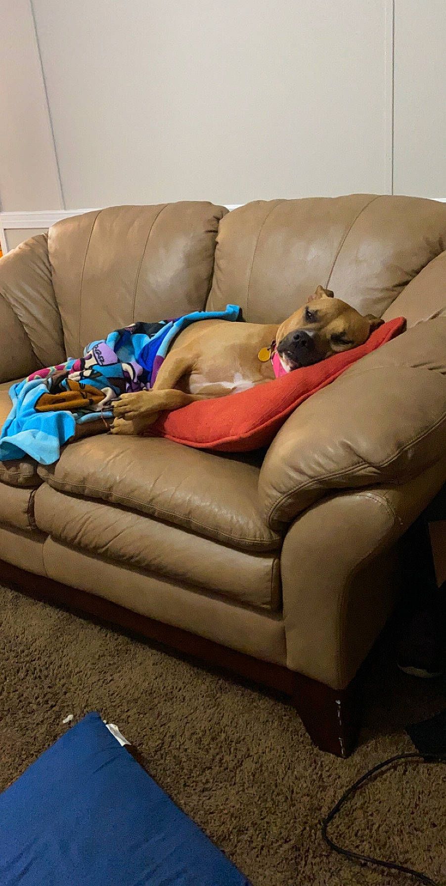 Zelda joined the competition — help win amazing prizes! canidae, carnivore, comfort, companion_dog, couch, dog_breed, fawn, floor, furniture, futon, living_room, loveseat, nap, room, slipcover, sofa_bed