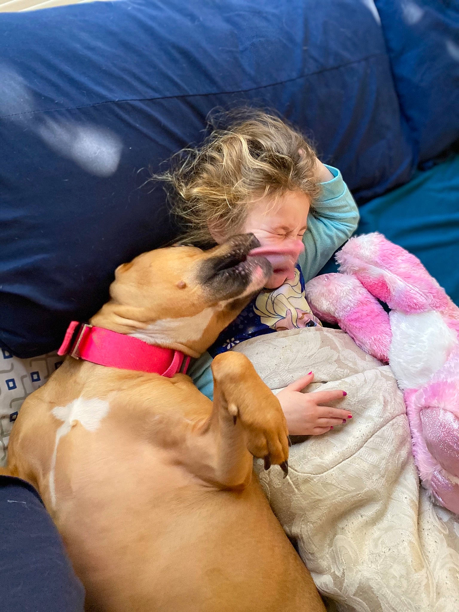 Zelda joined the competition — help win amazing prizes! canidae, carnivore, companion_dog, dog, dog_breed, fawn, puppy_love, rhodesian_ridgeback, sporting_group