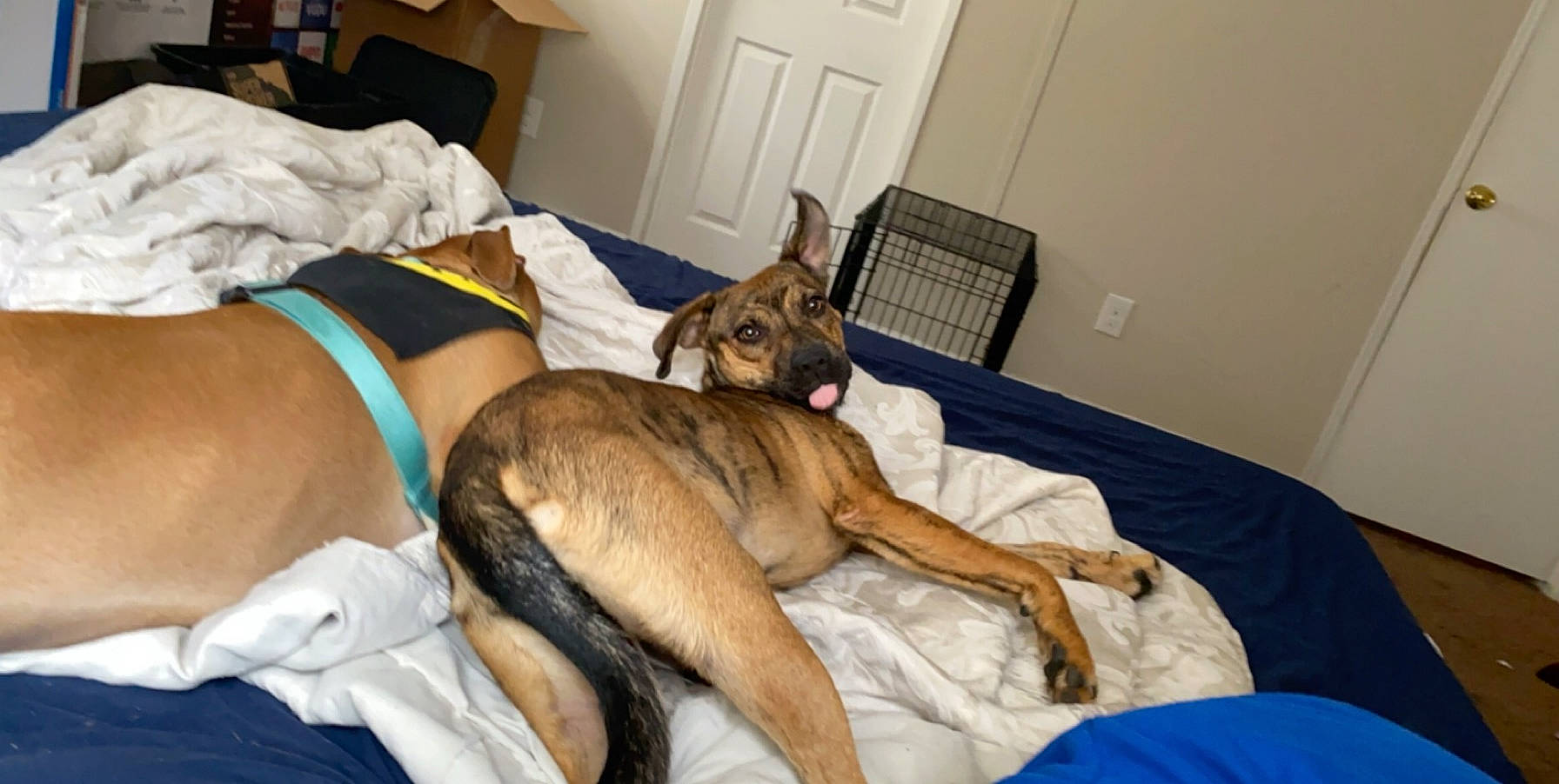 Luna is registered to the contest to win money with this photo: belgian_shepherd_malinois, black_mouth_cur, canidae, carnivore, comfort, companion_dog, dog, dog_breed, fawn, german_shepherd_dog, guard_dog, mammal, snout
