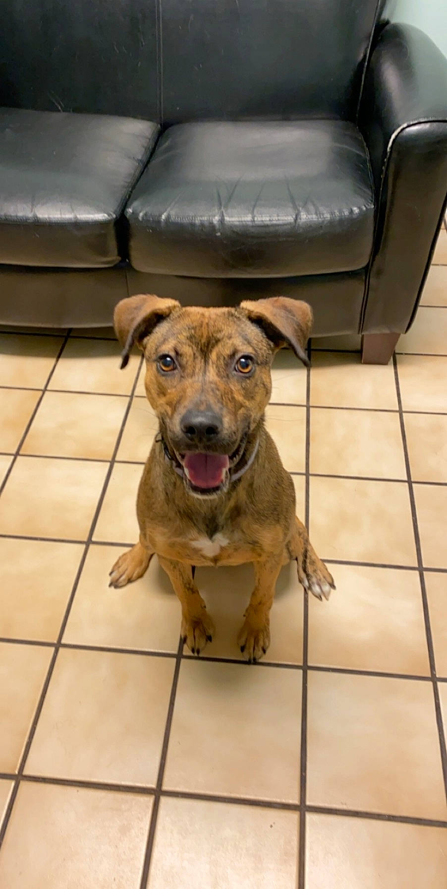 Luna is registered to the contest to win money with this photo: american_pit_bull_terrier, black_mouth_cur, canidae, carnivore, cimarron_uruguayo, companion_dog, dog, dog_breed, fawn, floor, mammal, non_sporting_group, pit_bull, potcake_dog, rare_breed_dog, snout, sporting_group, tile, vertebrate