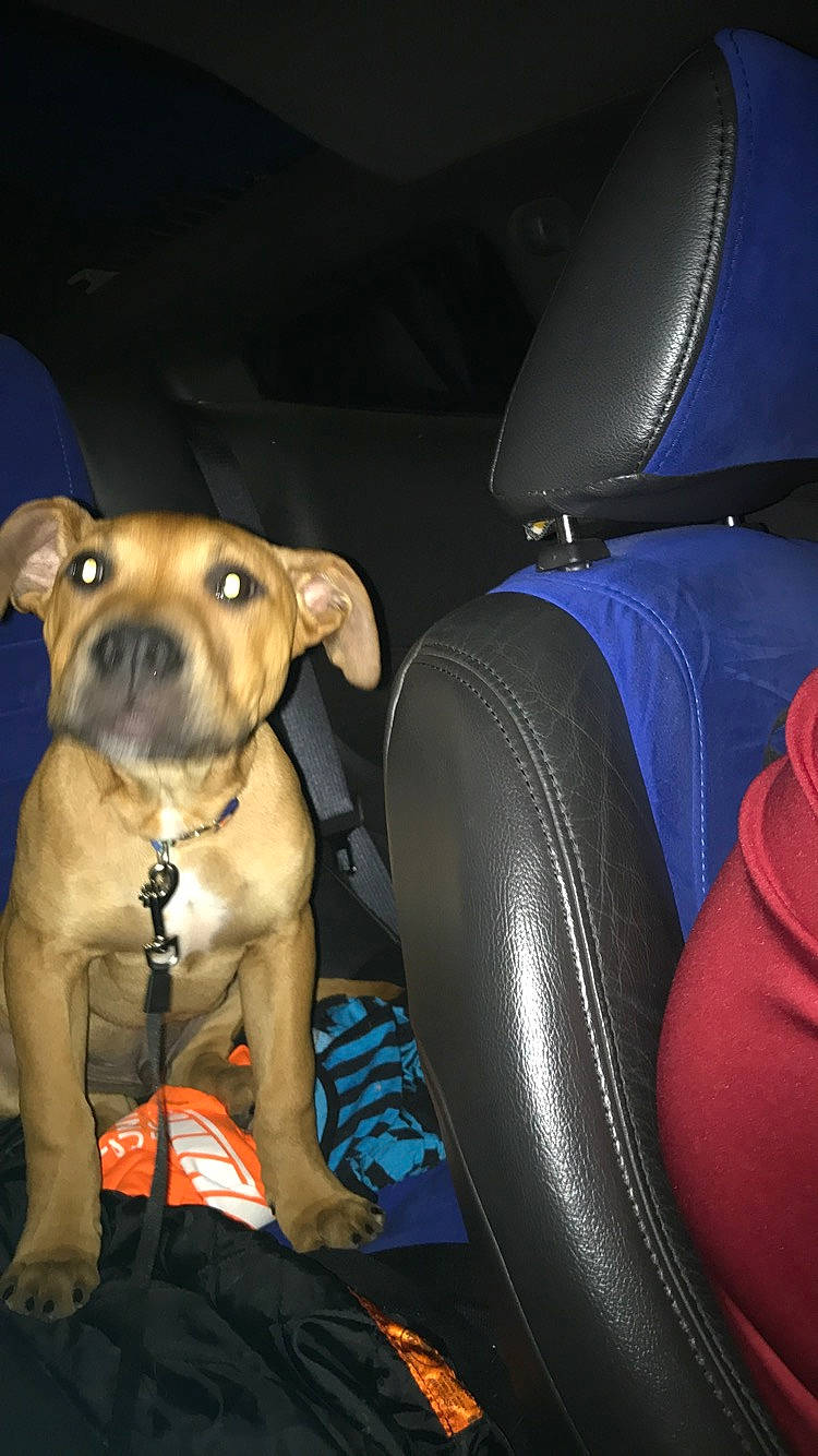 Yoshi joined the competition — help win amazing prizes! american_pit_bull_terrier, auto_part, canidae, car, car_seat, carnivore, companion_dog, dog, dog_breed, fawn, non_sporting_group, seat_belt, snout, staffordshire_bull_terrier, vehicle