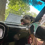 Tina Bright is registered to the contest to win money with this photo: dog, small_dog, car_interior, dashboard, green_harness, person, hand, trees, sky, window, sunlight, paper_note, glove_compartment, seat, happy_dog, tongue_out, pet, vehicle, nature, daylight