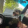 dog, small_dog, car_interior, dashboard, green_harness, person, hand, trees, sky, window, sunlight, paper_note, glove_compartment, seat, happy_dog, tongue_out, pet, vehicle, nature, daylight
