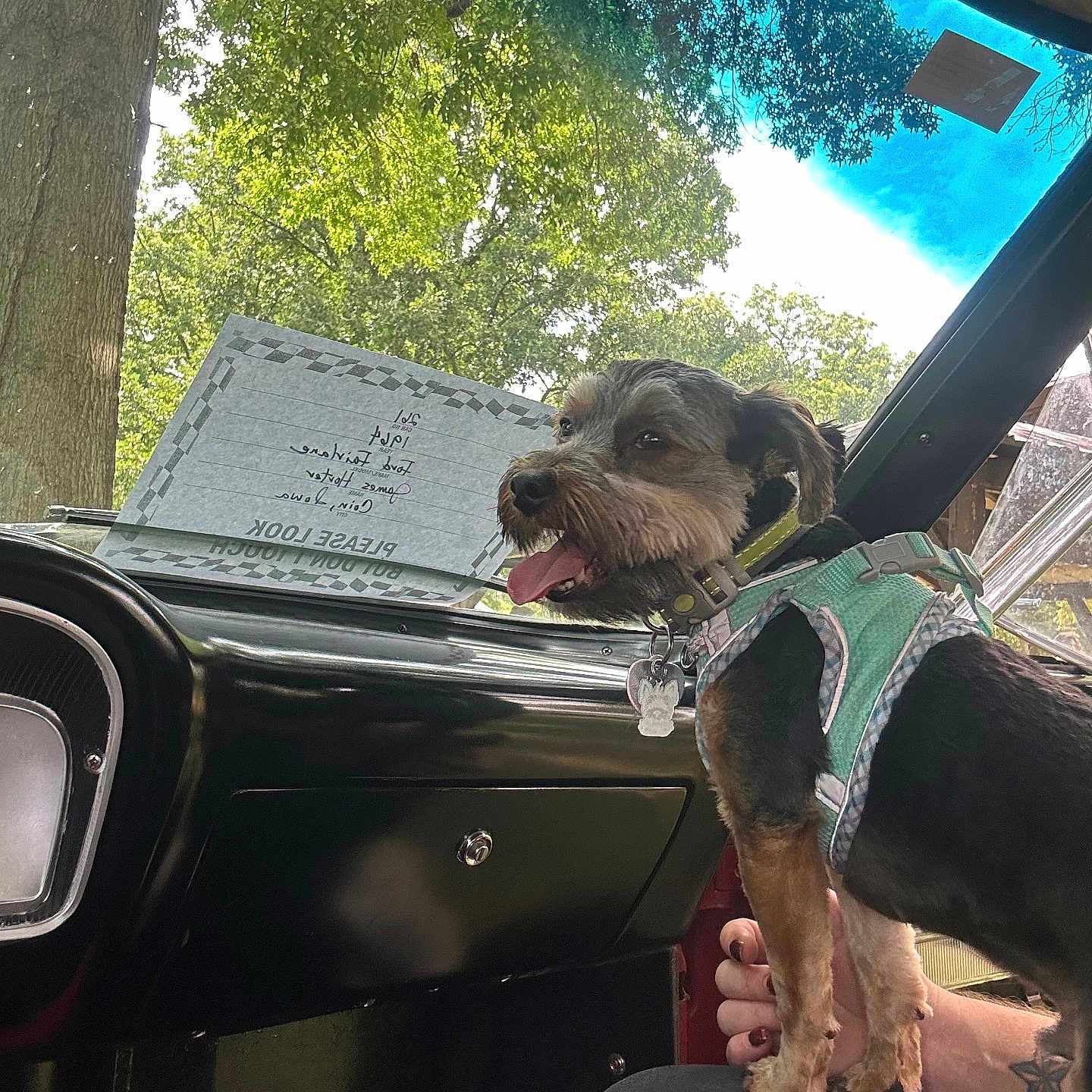 Tina Bright is registered to the contest to win money with this photo: car_interior, dashboard, daylight, dog, glove_compartment, green_harness, hand, happy_dog, nature, paper_note, person, pet, seat, sky, small_dog, sunlight, tongue_out, trees, vehicle, window