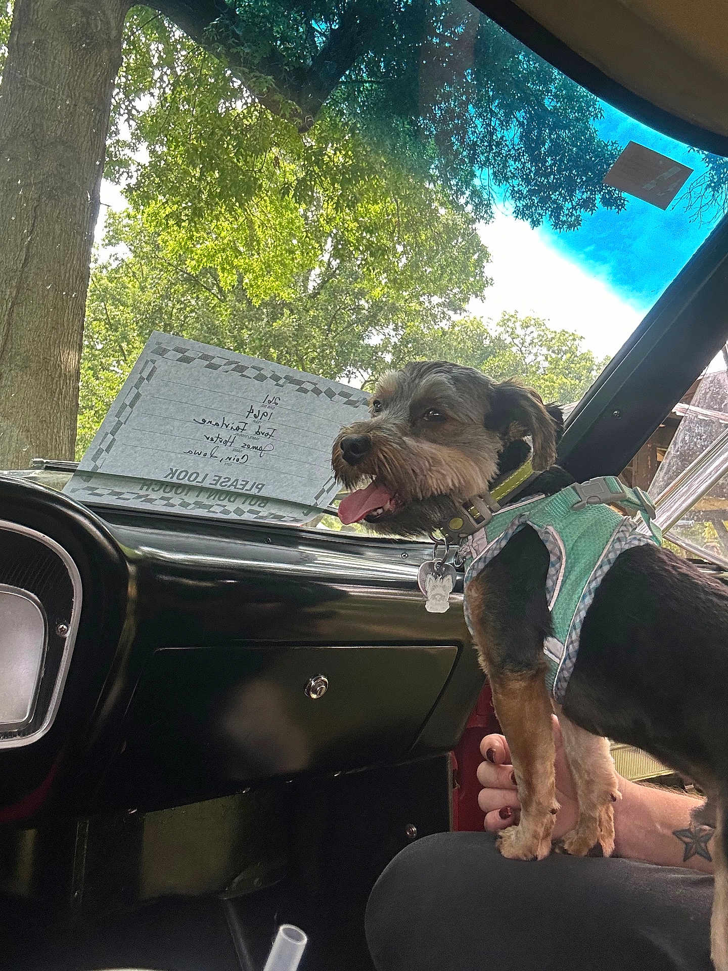 Tina Bright is registered to the contest to win money with this photo: dog, small_dog, car_interior, dashboard, green_harness, person, hand, trees, sky, window, sunlight, paper_note, glove_compartment, seat, happy_dog, tongue_out, pet, vehicle, nature, daylight