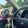 Tina Bright joined the competition — help win amazing prizes! dog, pet, car_interior, steering_wheel, ford_logo, bandana, tongue_out, happy, window, side_mirror, dashboard, daylight, trees, road, door, seat, animal, canine, closeup, vehicle