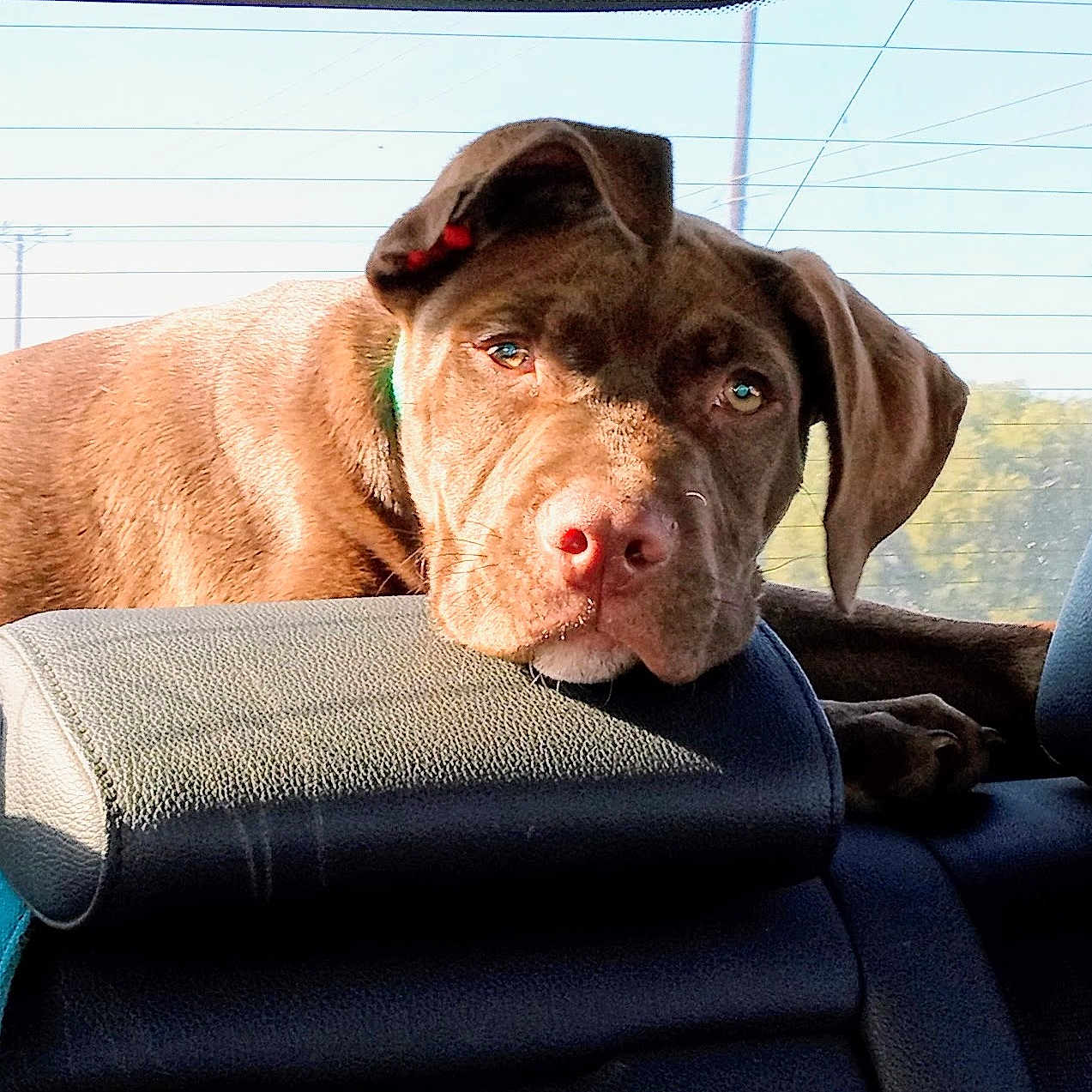 Mudd joined the competition — help win amazing prizes! animal, armchair, bulldog, canine, chair, couch, cushion, dog, furniture, headrest, homedecor, hound, labradorretriever, person, pet, pitbull, pointer, puppy, sleeping, snout