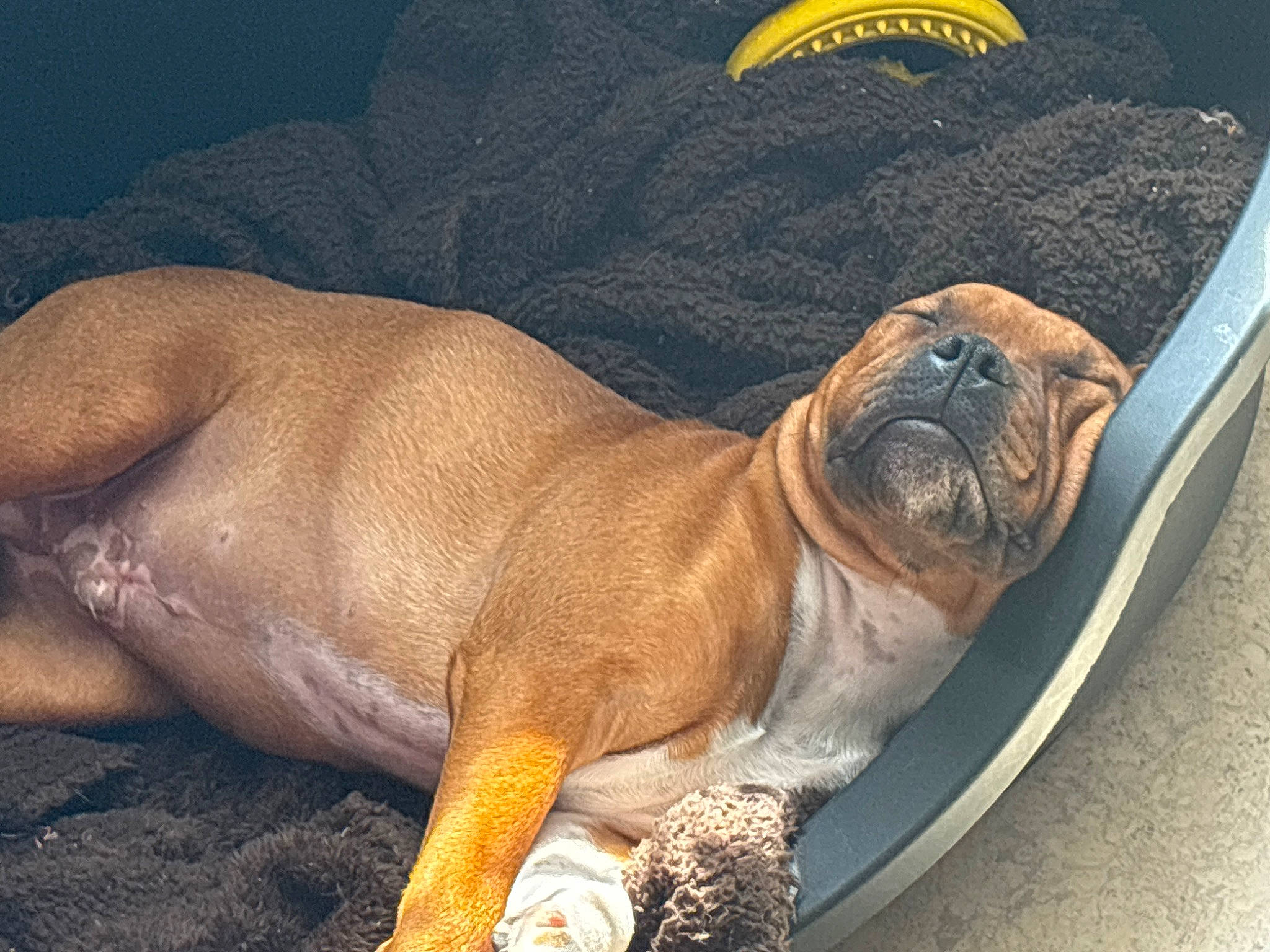 Uno participe au concours pour gagner de l'argent avec cette photo : ancient_dog_breeds, bulldog, canidae, carnivore, comfort, companion_dog, dog, dog_breed, fawn, non_sporting_group, old_english_bulldog, pug, snout, sporting_group, terrestrial_animal, toy_dog, whiskers, wrinkle