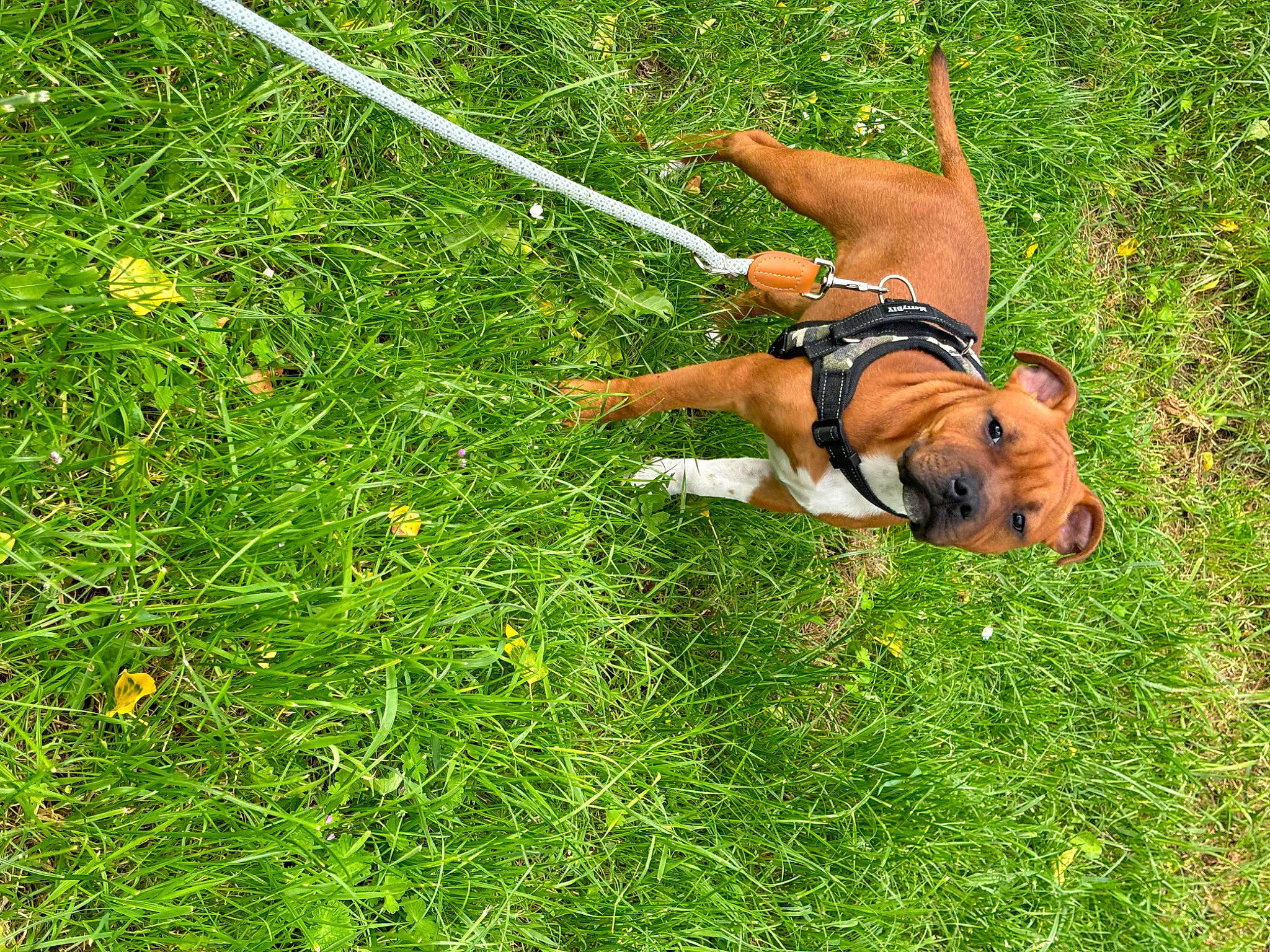 Uno participe au concours pour gagner de l'argent avec cette photo : canidae, carnivore, companion_dog, dog, dog_breed, dog_supply, fawn, grass, grassland, groundcover, leash, meadow, pasture, people_in_nature, plant, prairie, sporting_group, tail, terrestrial_animal, working_animal