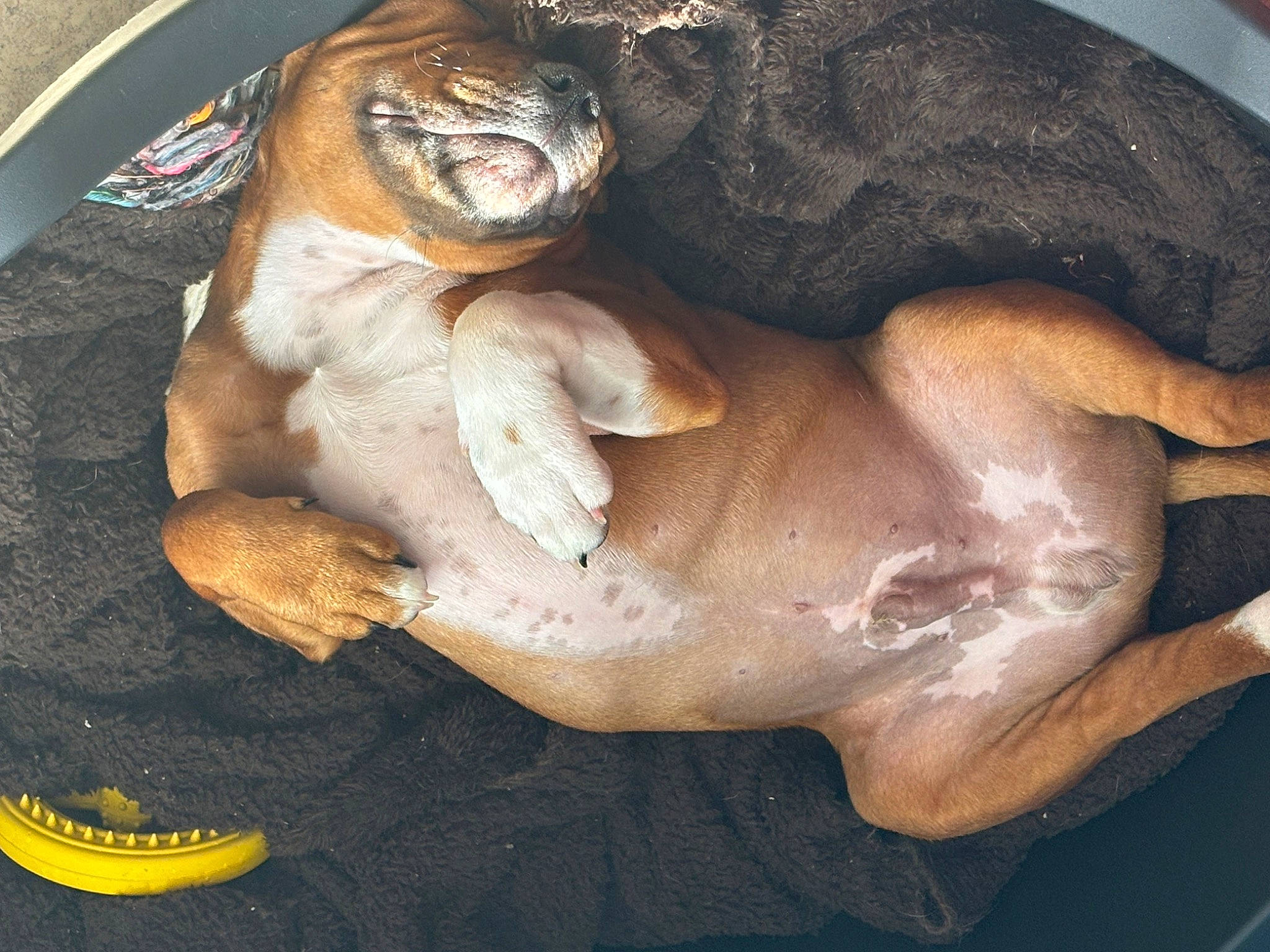 Uno a rejoint le concours — aidez-le/la à gagner de superbes lots ! art, canidae, carnivore, chest, claw, comfort, companion_dog, dog, dog_breed, fawn, fur, guard_dog, liver, paw, snout, sporting_group, tail, whiskers, working_animal, wrinkle