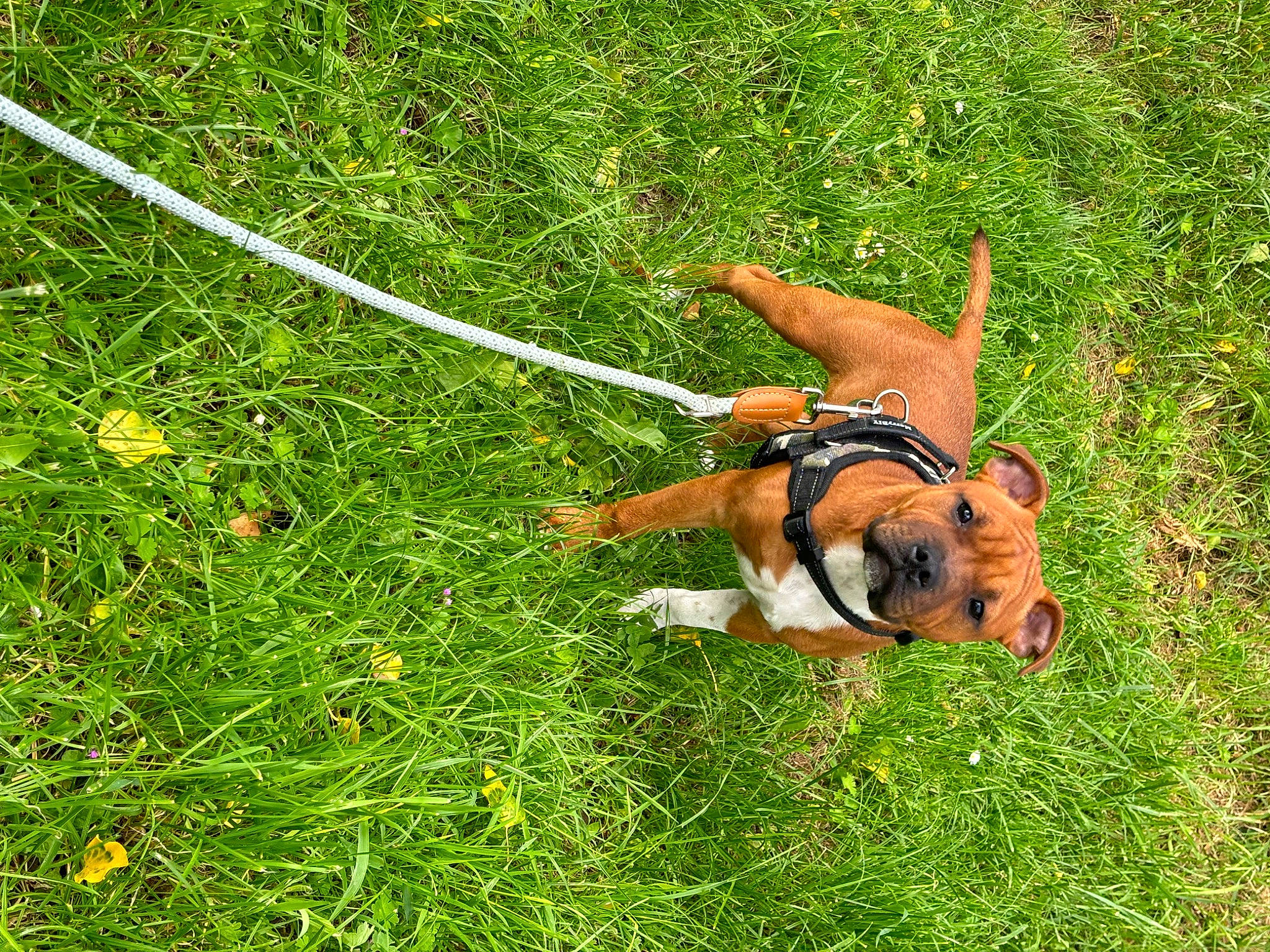 Uno a rejoint le concours — aidez-le/la à gagner de superbes lots ! canidae, carnivore, companion_dog, dog, dog_breed, dog_supply, fawn, grass, grassland, groundcover, lawn, leash, pasture, people_in_nature, plant, prairie, sporting_group, tail, terrestrial_animal, working_animal