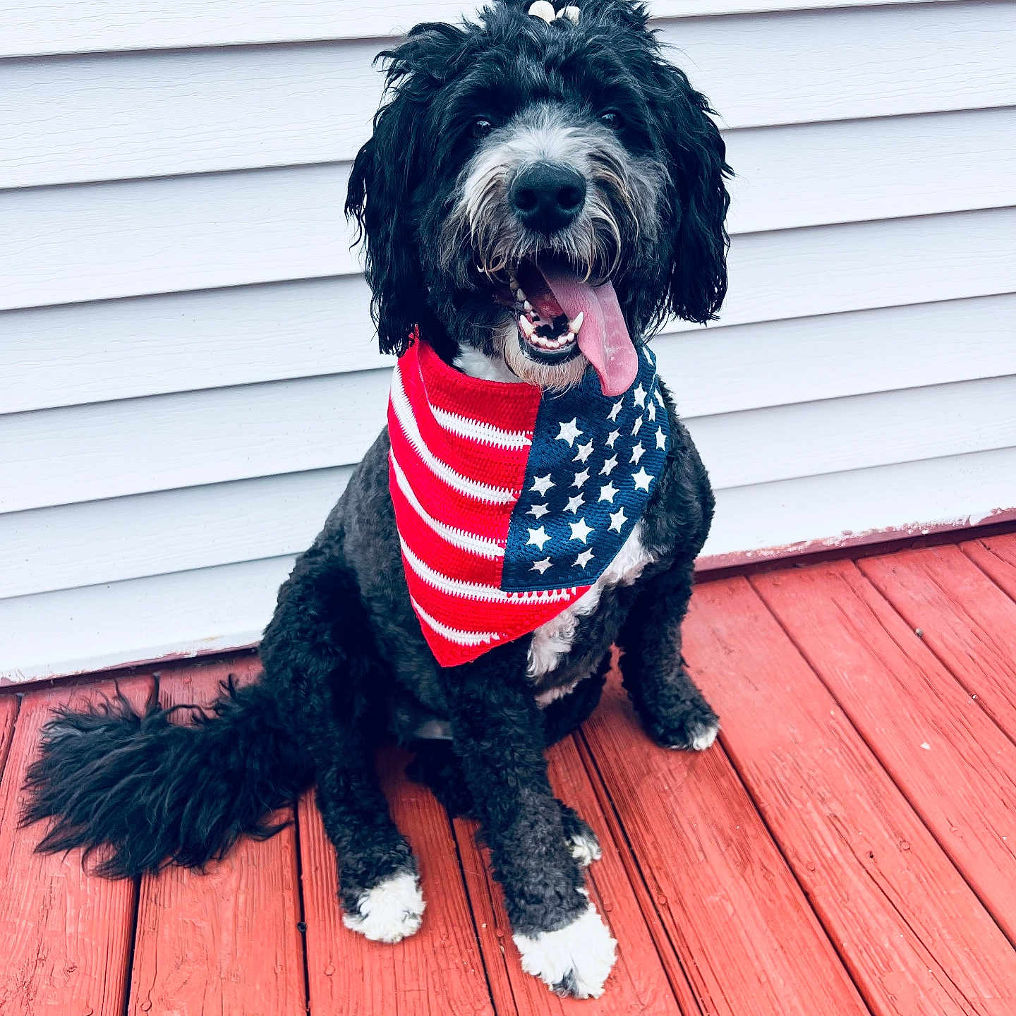 Rosie is registered to the contest to win money with this photo: accessories, animal, bandana, canine, clothing, dog, face, flag, formalwear, head, headband, person, pet, photography, poodle, portrait, puppy, scarf, tie, wood