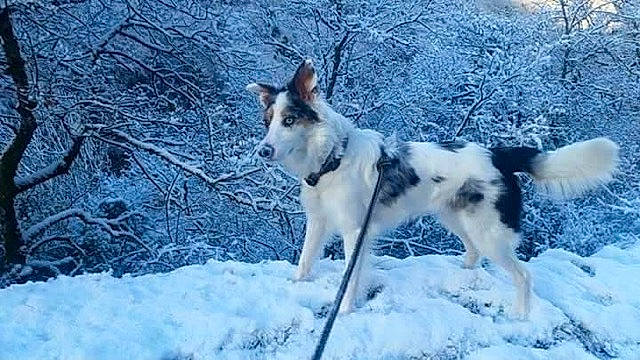 India participe au concours pour gagner de l'argent avec cette photo : ancient_dog_breeds, canidae, canis, canis_lupus_tundrarum, carnivore, dog, dog_breed, freezing, herding_dog, plant, recreation, sled_dog, snow, tail, terrestrial_animal, tree, twig, winter, wolf, working_dog