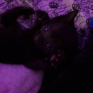 Rex is registered to the contest to win money with this photo: black_kitten, cat, pet, animal, purple_blanket, pattern, crown_pattern, juicy_text, paws, lying_down, dim_lighting, indoor, cute, feline, soft_texture, dark_photo, blurred, cozy, resting, small