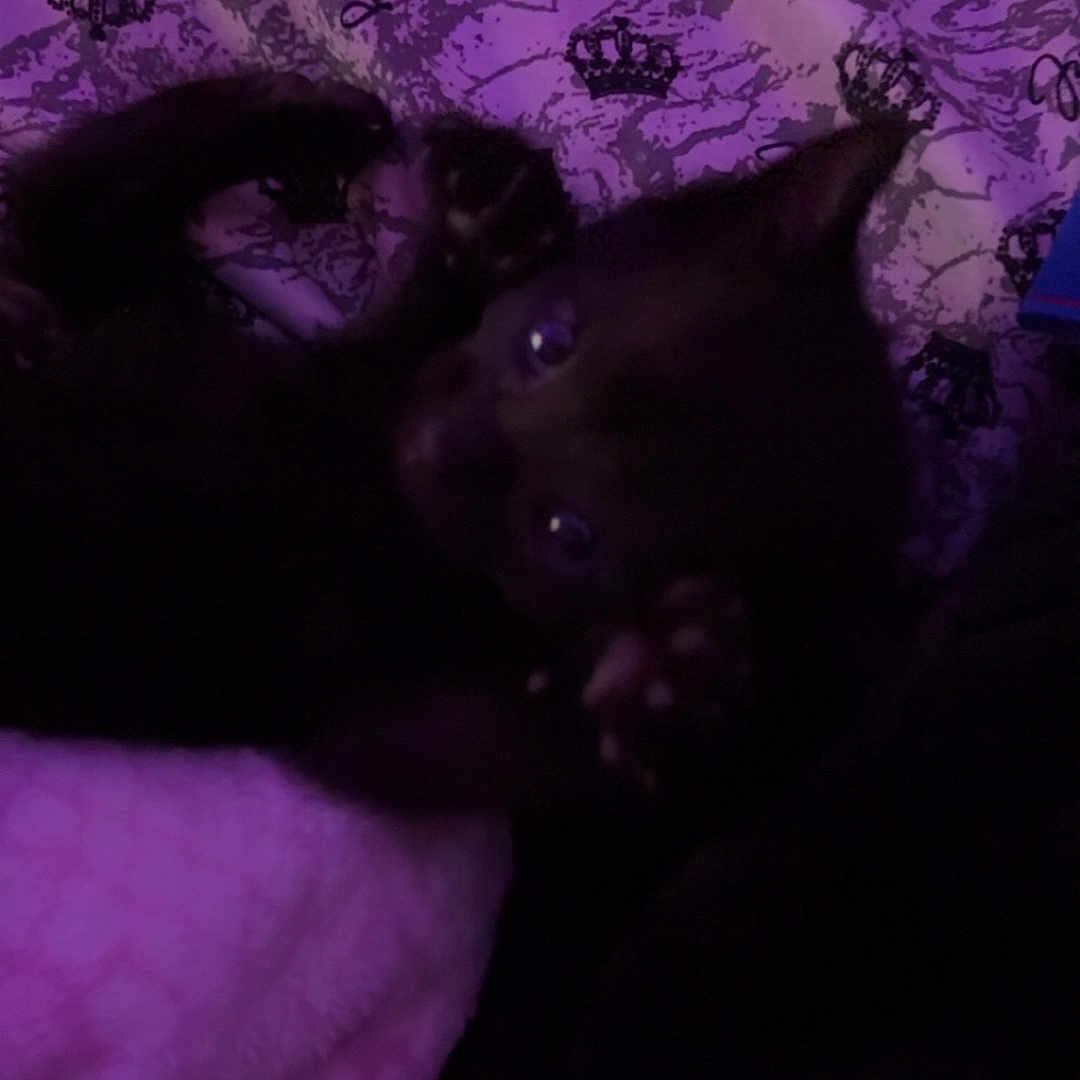 Rex is registered to the contest to win money with this photo: black_kitten, cat, pet, animal, purple_blanket, pattern, crown_pattern, juicy_text, paws, lying_down, dim_lighting, indoor, cute, feline, soft_texture, dark_photo, blurred, cozy, resting, small