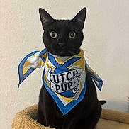 Smitten is registered to the contest to win money with this photo: bandana, beige, black_cat, blue, cat, cat_tree, close_up, cute, fabric, feline, indoor, looking_at_camera, pet, portrait, scarf, sitting, wall, whiskers, wide_eyes, yellow