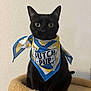 bandana, beige, black_cat, blue, cat, cat_tree, close_up, cute, fabric, feline, indoor, looking_at_camera, pet, portrait, scarf, sitting, wall, whiskers, wide_eyes, yellow