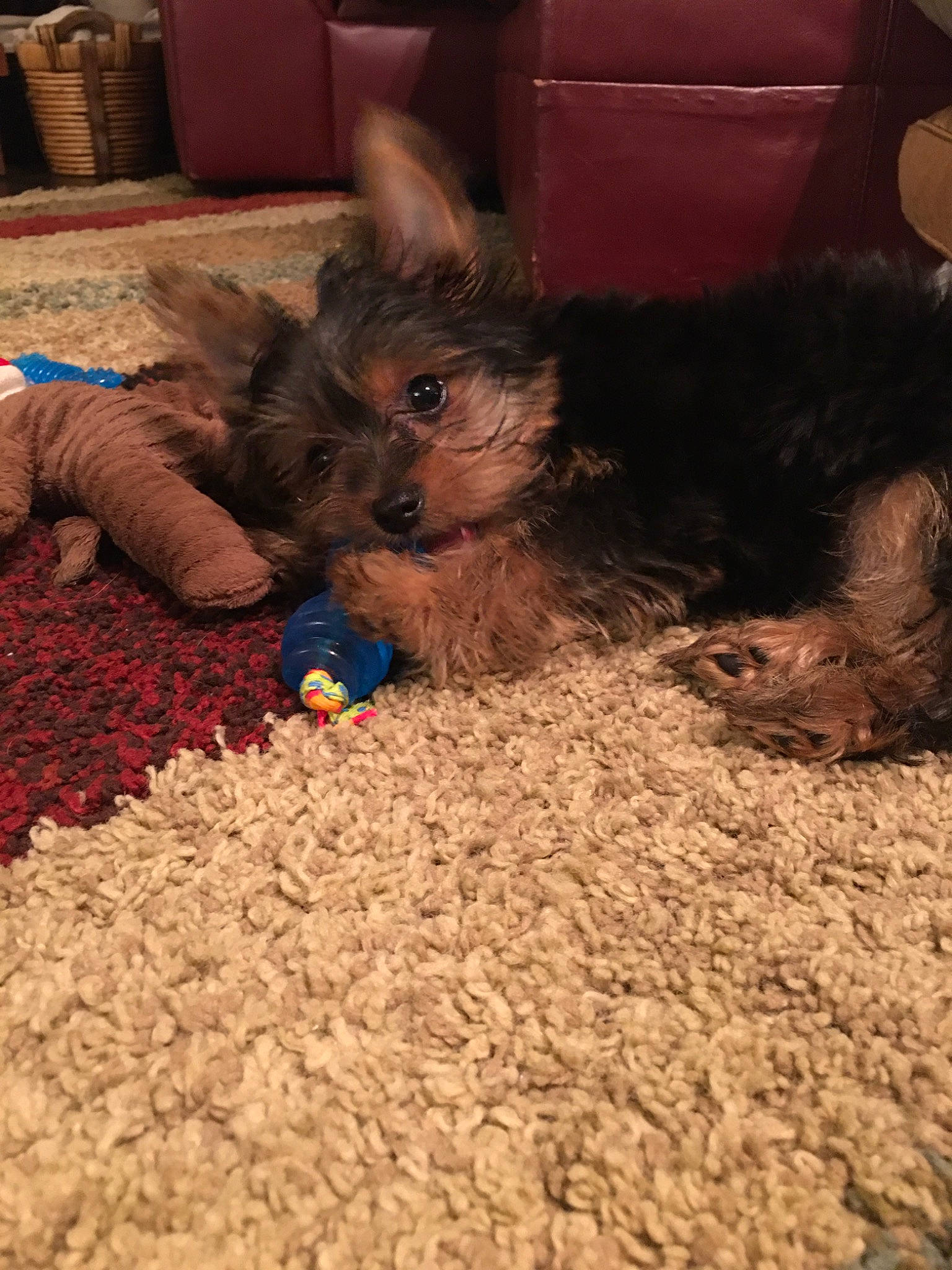 Lynk joined the competition — help win amazing prizes! australian_silky_terrier, australian_terrier, cairn_terrier, canidae, carnivore, dog, dog_breed, fawn, mammal, morkie, norwich_terrier, puppy, rare_breed_dog, small_terrier, terrier, toy_dog, vertebrate, yorkipoo, yorkshire_terrier