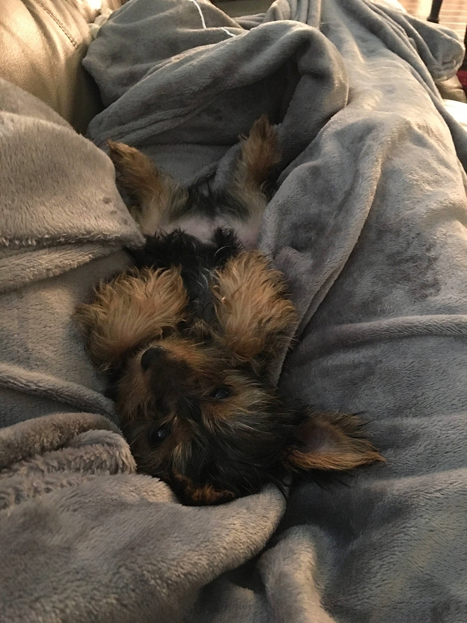 Lynk joined the competition — help win amazing prizes! border_terrier, cairn_terrier, canidae, carnivore, dog, dog_breed, fur, nap, puppy, sleep