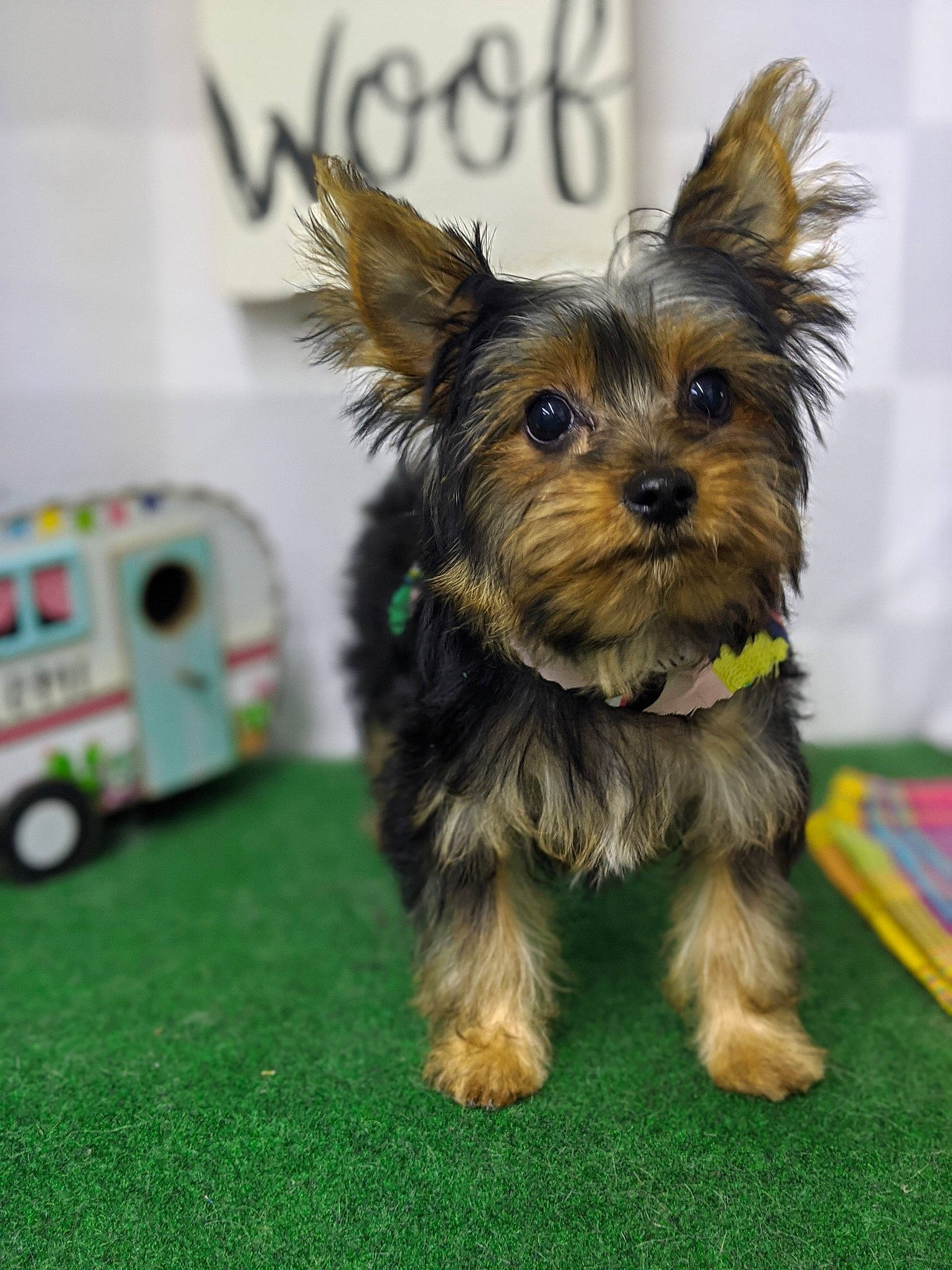 Lynk joined the competition — help win amazing prizes! australian_silky_terrier, australian_terrier, biewer_terrier, cairn_terrier, canidae, carnivore, companion_dog, dog, dog_breed, mammal, morkie, norwich_terrier, puppy, small_terrier, snout, terrier, toy_dog, vertebrate, yorkipoo, yorkshire_terrier