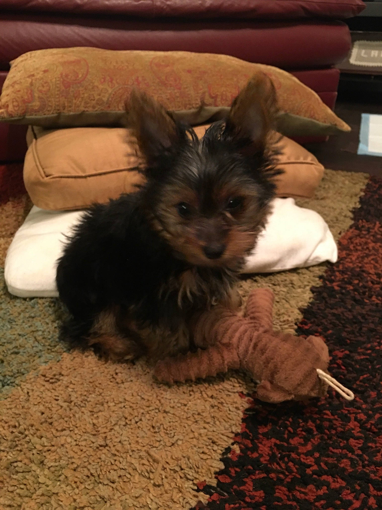 Lynk joined the competition — help win amazing prizes! australian_silky_terrier, australian_terrier, biewer_terrier, cairn_terrier, canidae, carnivore, companion_dog, dog, dog_breed, mammal, morkie, norwich_terrier, puppy, small_terrier, terrier, toy_dog, vertebrate, yorkipoo, yorkshire_terrier