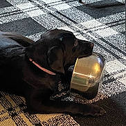 Stella is registered to the contest to win money with this photo: animal, black_dog, canine, collar, companion, dog, domestic_animal, floor, fur, household, indoor, laying_down, metal_bowl, paws, pet, quiet, resting, rug, side_view, still_life