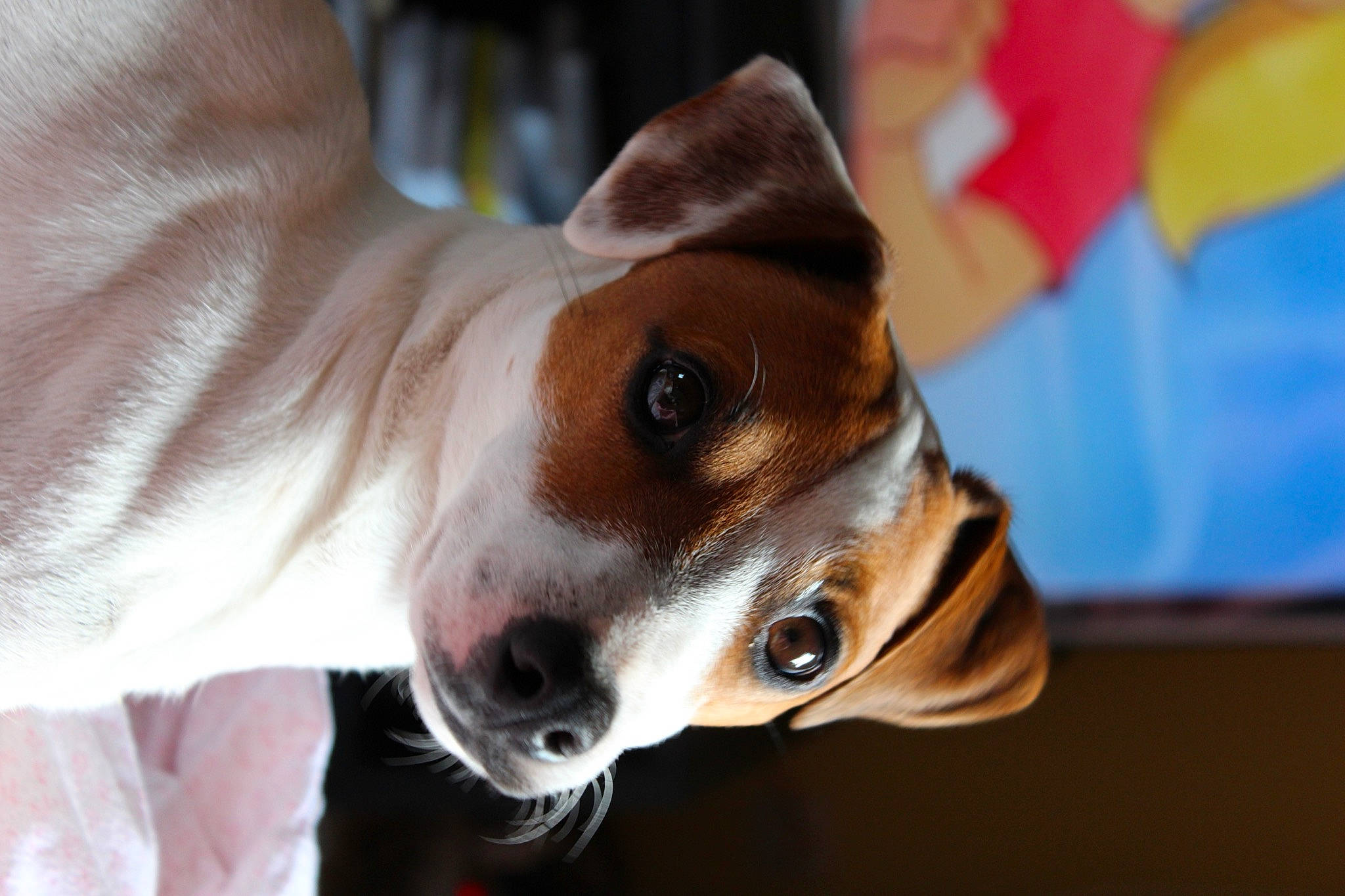 Fox a rejoint le concours — aidez-le/la à gagner de superbes lots ! ancient_dog_breeds, canidae, carnivore, collar, companion_dog, dog, dog_breed, dog_collar, ear, fawn, irishjacks, non_sporting_group, puppy, snout, sporting_group, terrier, toy_dog, whiskers, working_animal