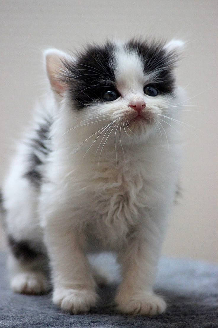 Ruby a rejoint le concours — aidez-le/la à gagner de superbes lots ! carnivore, cat, claw, domestic_short_haired_cat, felidae, flooring, fur, paw, sitting, small_to_medium_sized_cats, snout, tail, terrestrial_animal, whiskers