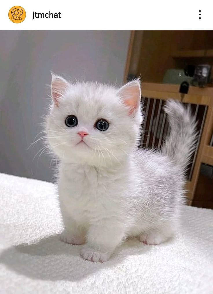 Pistache participe au concours pour gagner de l'argent avec cette photo : carnivore, cat, claw, comfort, domestic_short_haired_cat, fawn, felidae, flooring, fur, paw, photo_caption, sitting, small_to_medium_sized_cats, snout, tail, terrestrial_animal, whiskers