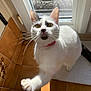 cat, white_cat, black_markings, pink_collar, paw, curious, indoor, sunlight, tiled_floor, door, glass_door, looking_up, pet, feline, whiskers, close_up, animal, cute, domestic_cat, playful