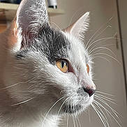 Uthaa a rejoint le concours — aidez-le/la à gagner de superbes lots ! cat, close_up, side_profile, whiskers, amber_eyes, fur, ears, indoor, pet, animal, curious, domestic_cat, feline, portrait, soft_lighting, detailed, looking_away, background_blur, muzzle, nose